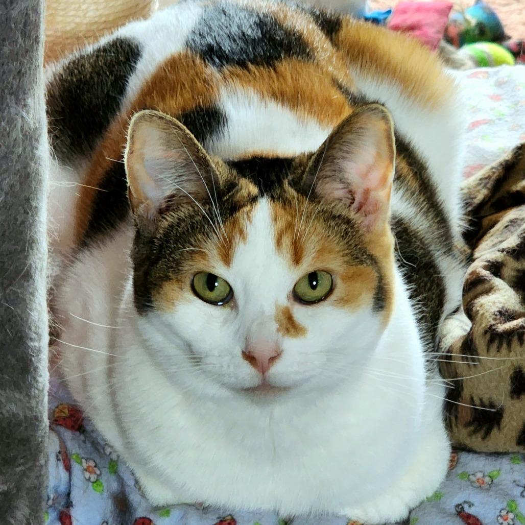 Enlarge Kali, a Adoptable Domestic Short Hair in Zimmerman, MN image 1/3