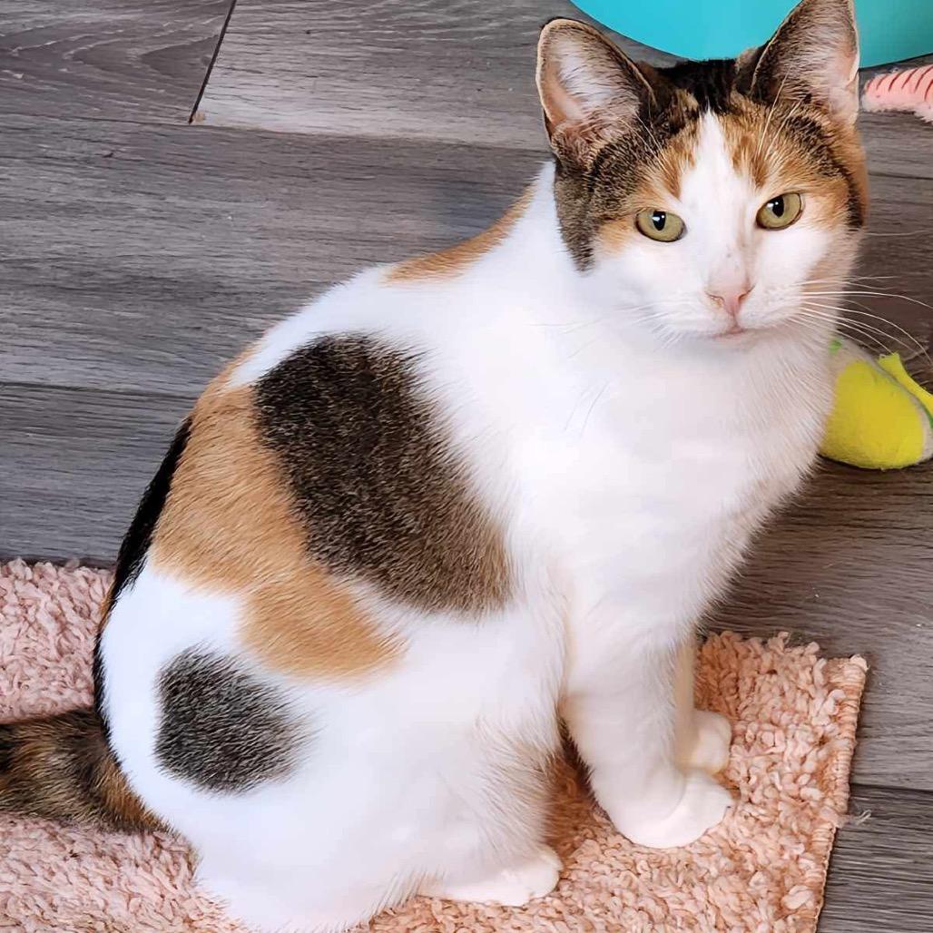 Enlarge Kali, a Adoptable Domestic Short Hair in Zimmerman, MN image 2/3