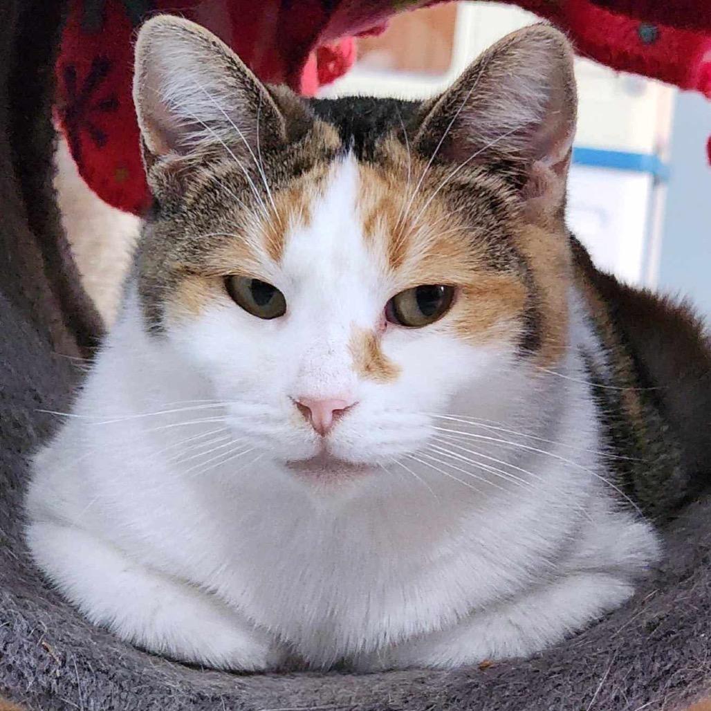 Enlarge Kali, a Adoptable Domestic Short Hair in Zimmerman, MN image 3/3