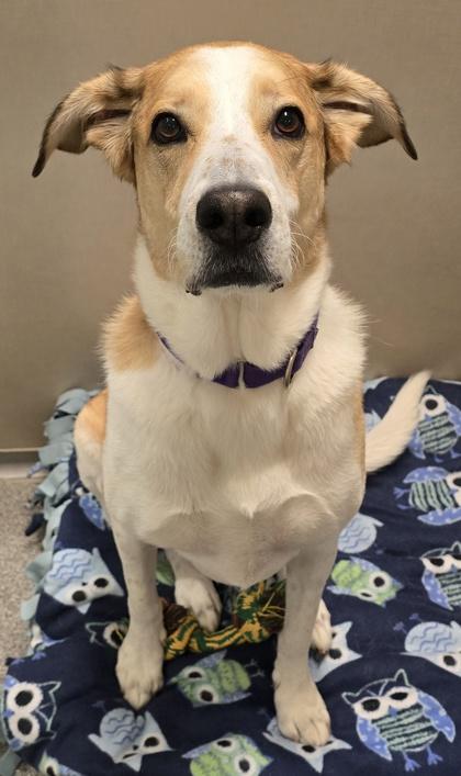 Gio, Adoptable, Senior Male Mixed Breed & Mixed Breed.