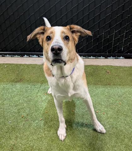 Enlarge Gio, a Adoptable mixed breed in Bellevue, WA image 3/3