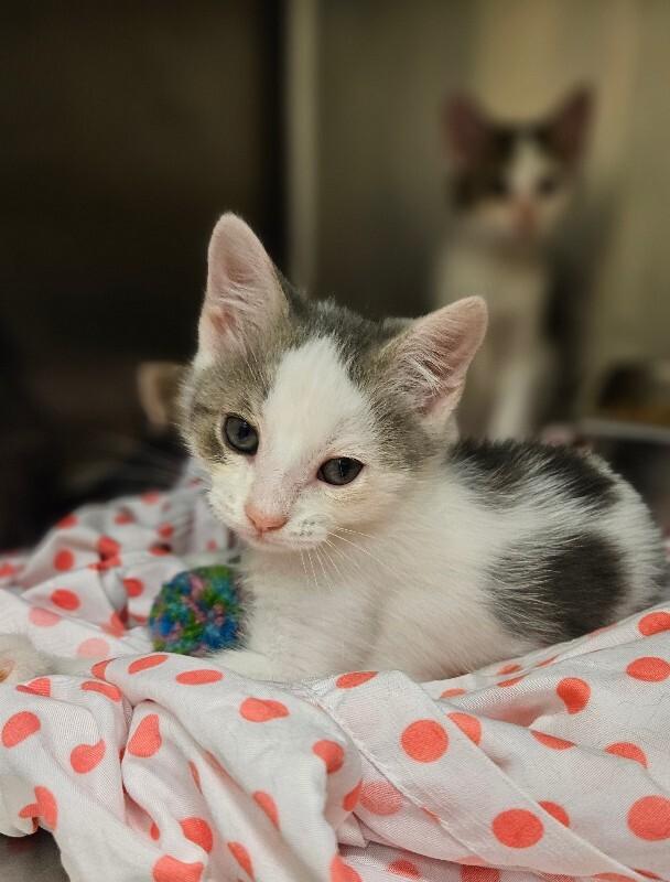 Popeye, Adoptable, Young Male Domestic Medium Hair.