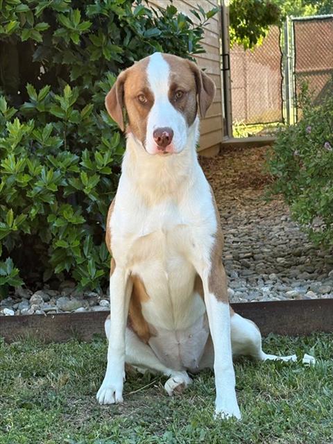 PATCHES, Adoptable, Young Female Pit Bull Terrier & Mixed Breed.