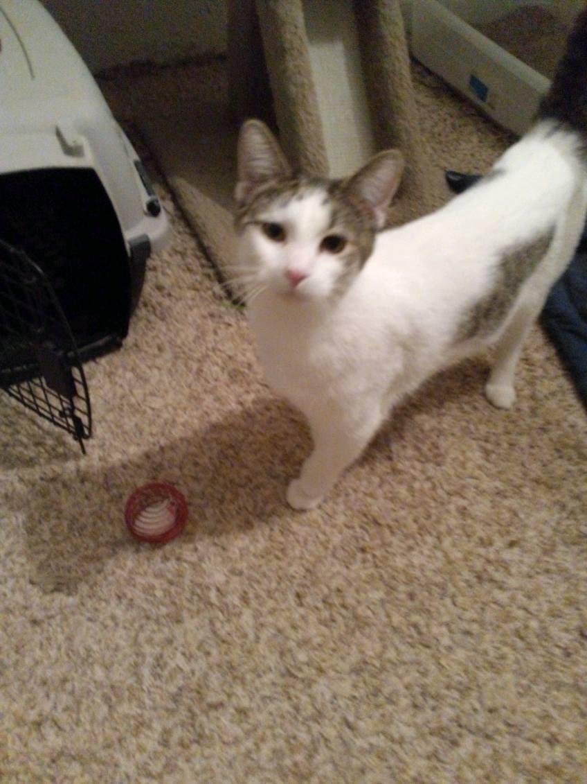 David, Adoptable, Young Male Domestic Short Hair.