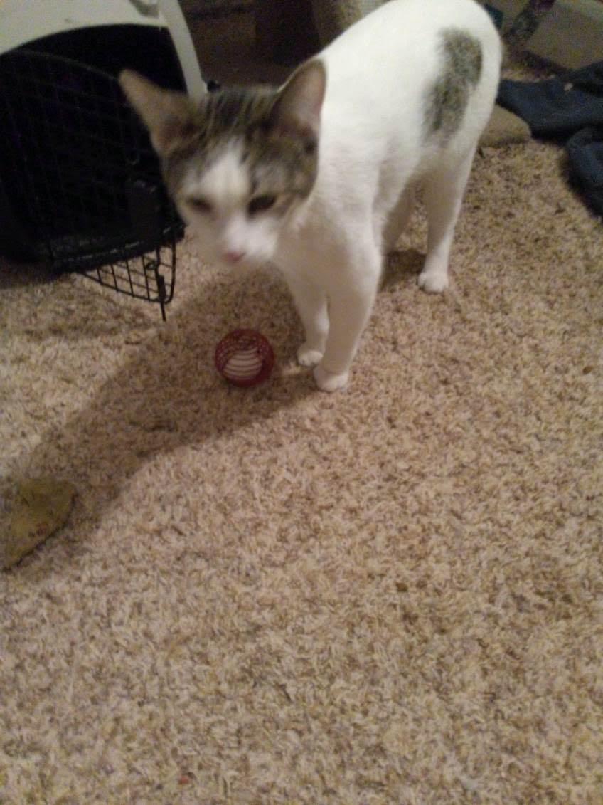 Enlarge David, a Adoptable Domestic Short Hair in Mound, MN image 2/2