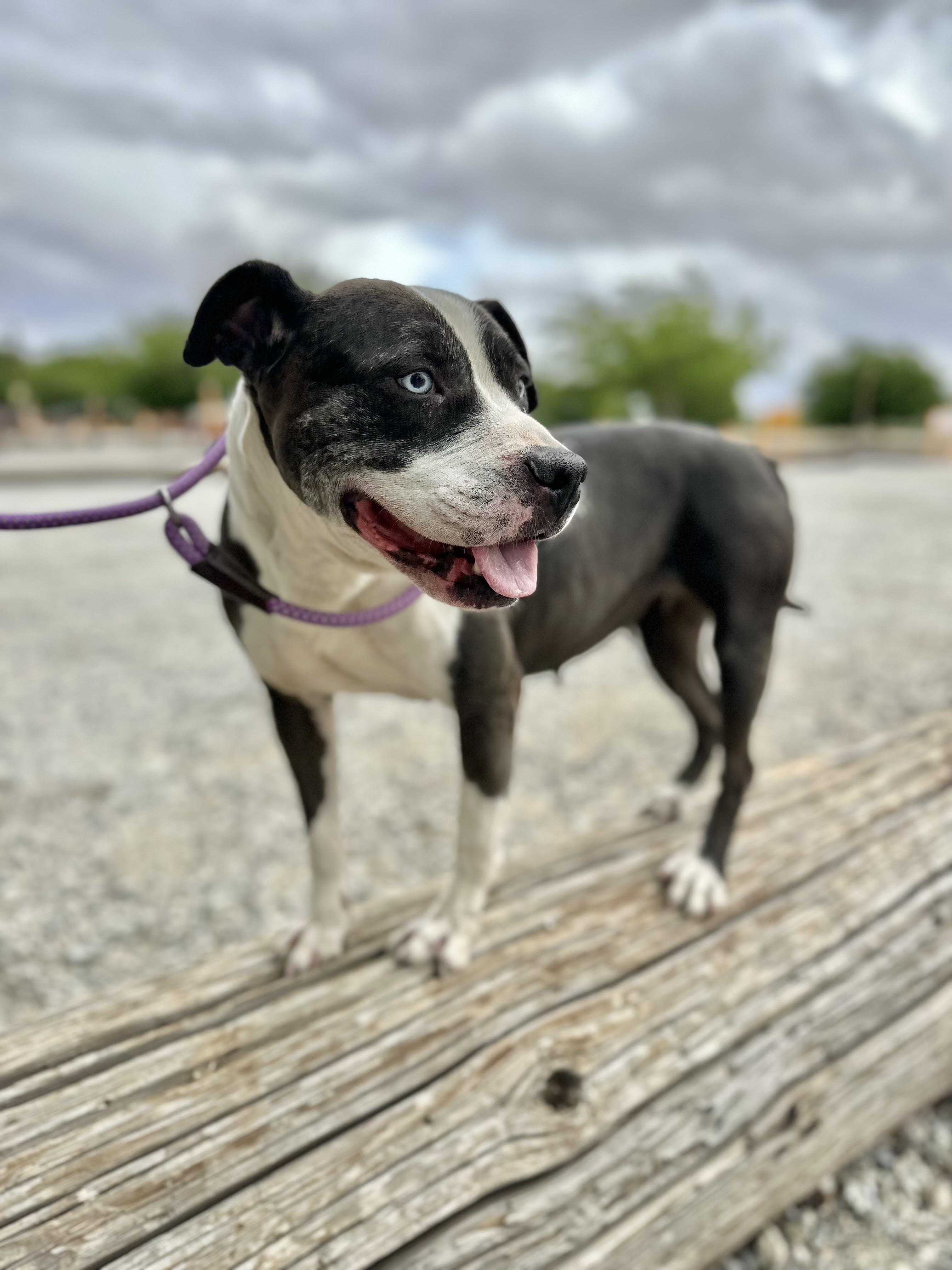 Enlarge Princess, a Adoptable Pit Bull Terrier in San Francisco, CA image 3/6