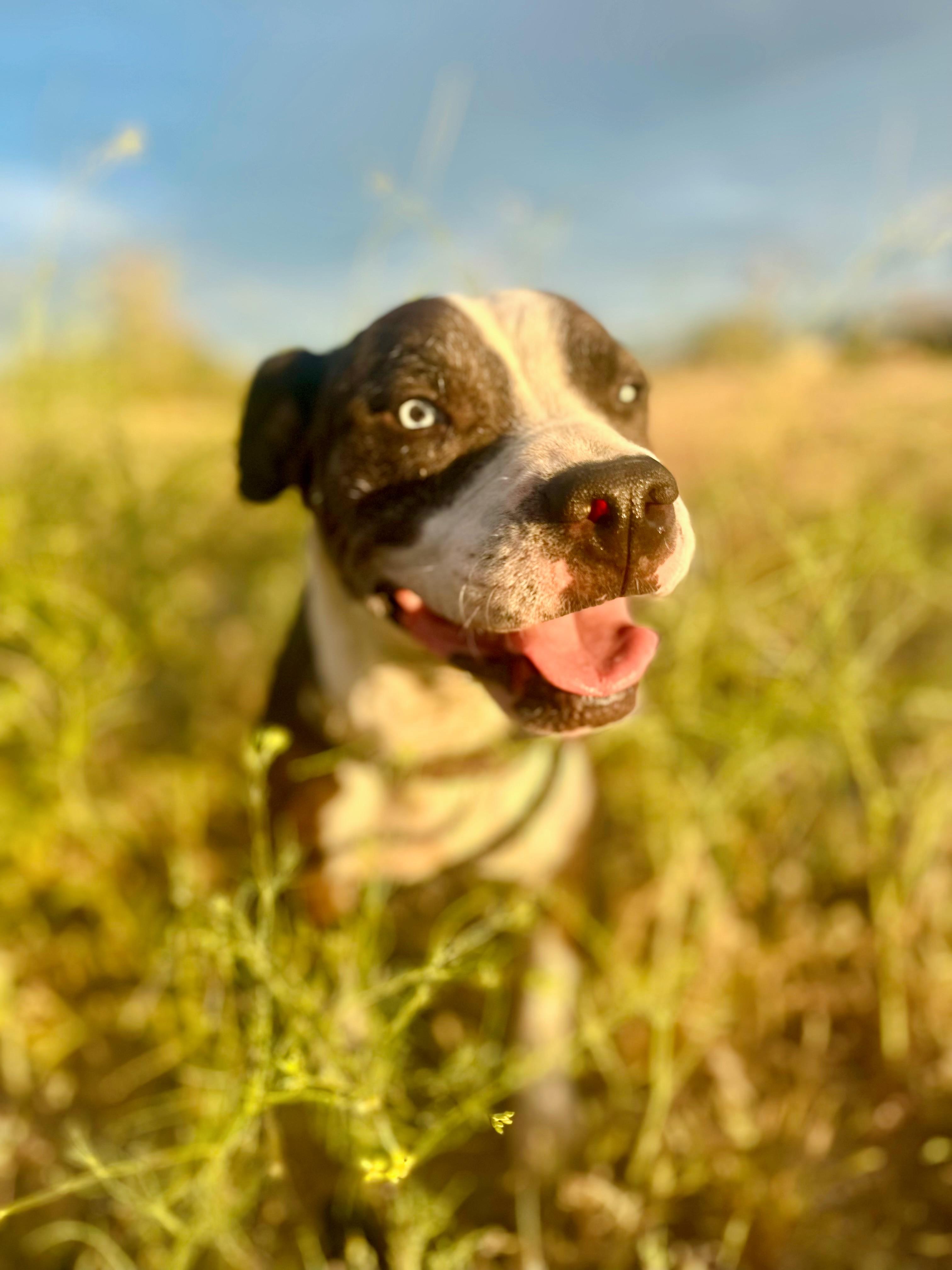 Enlarge Princess, a Adoptable Pit Bull Terrier in San Francisco, CA image 1/6