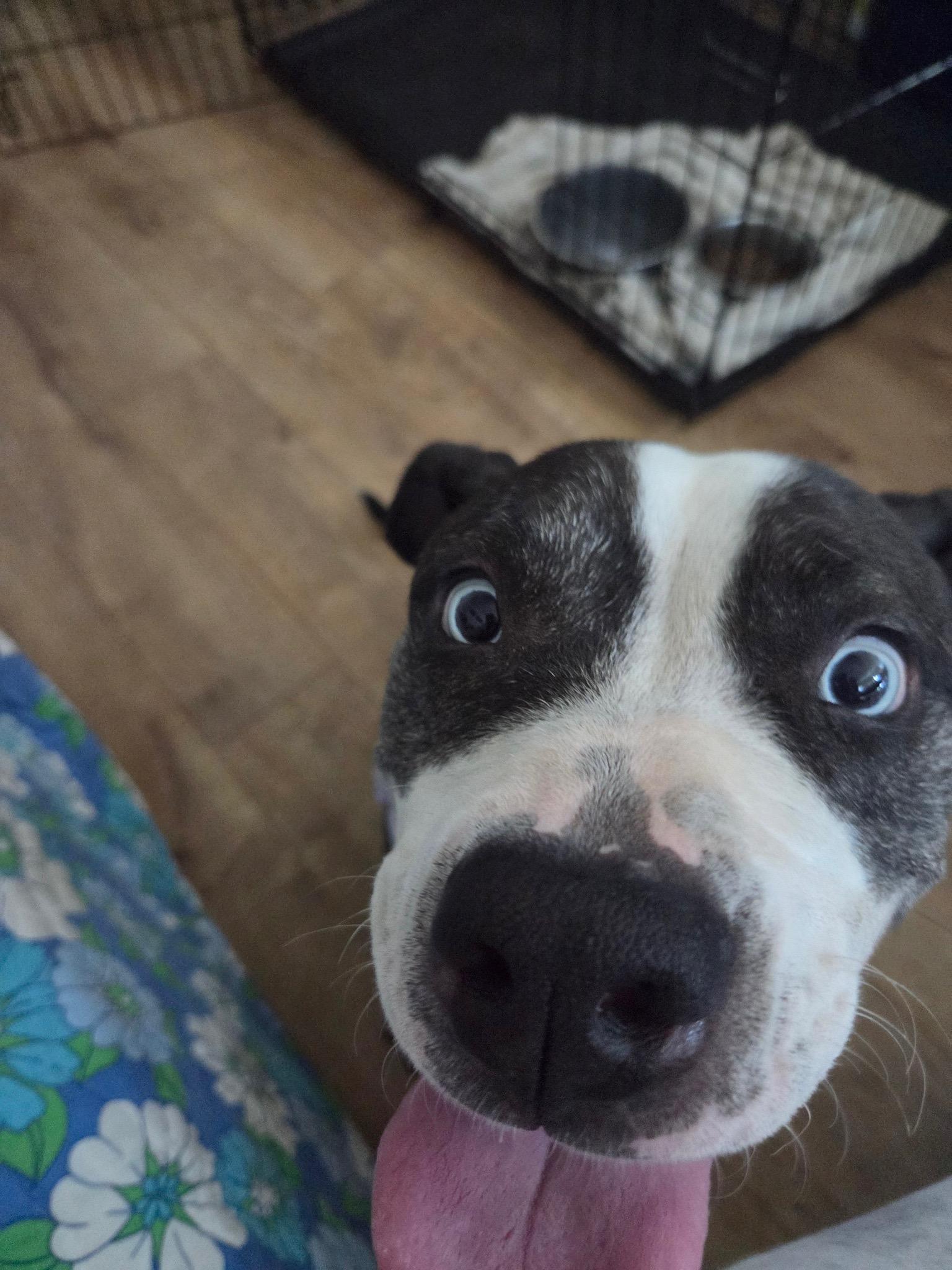 Enlarge Princess, a Adoptable Pit Bull Terrier in San Francisco, CA image 6/6
