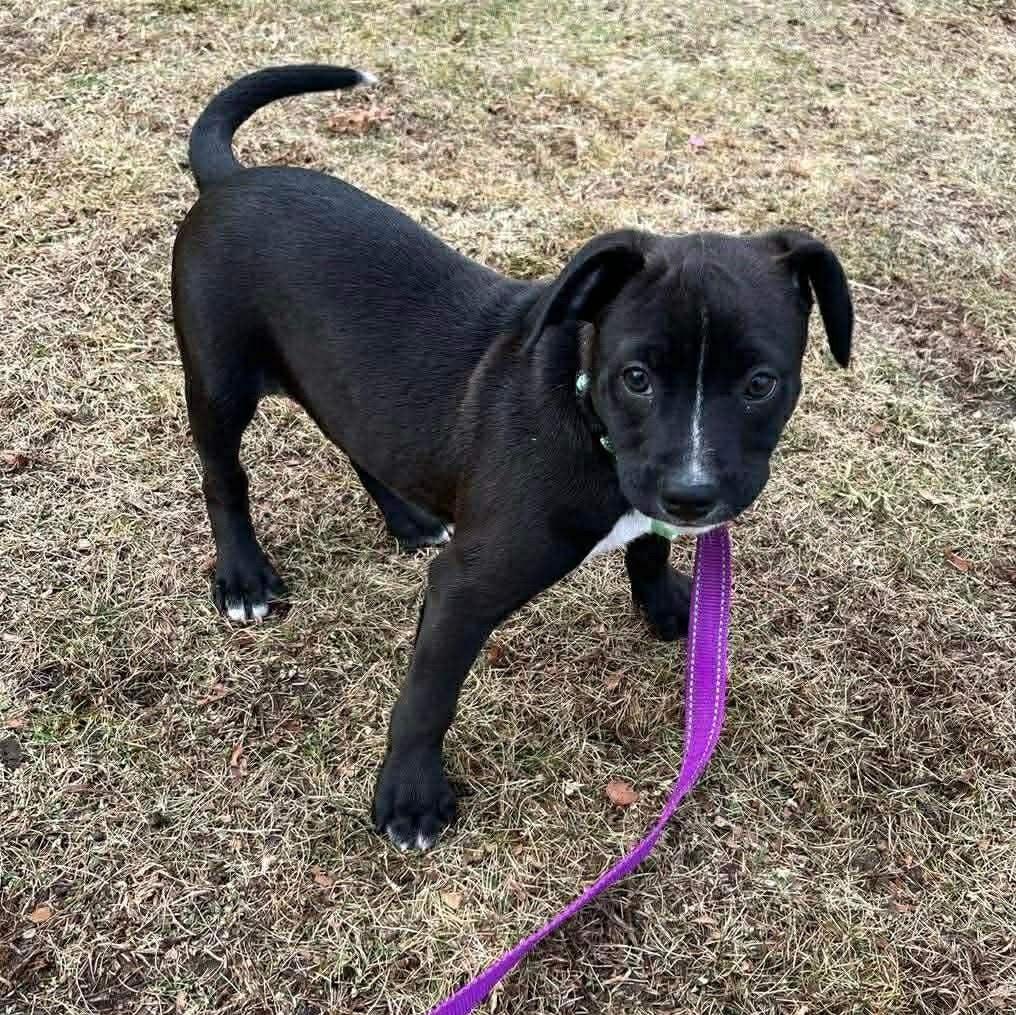 Enlarge Boba*, a Adoptable mixed breed in Cumberland , RI image 1/6