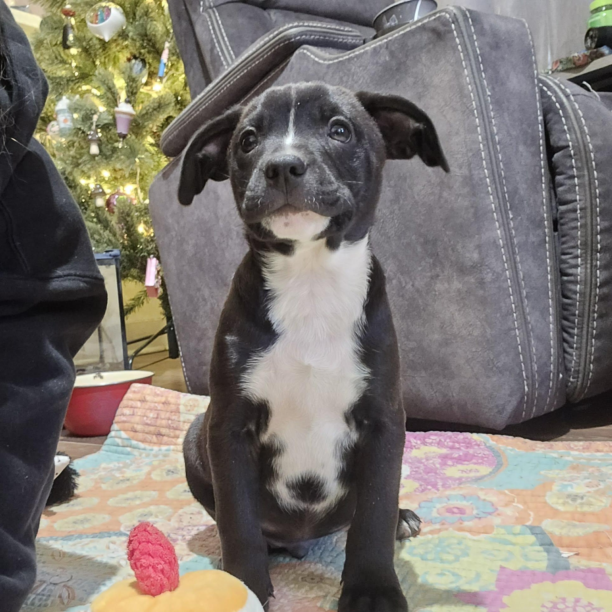 Enlarge Boba*, a Adoptable mixed breed in Cumberland , RI image 6/6