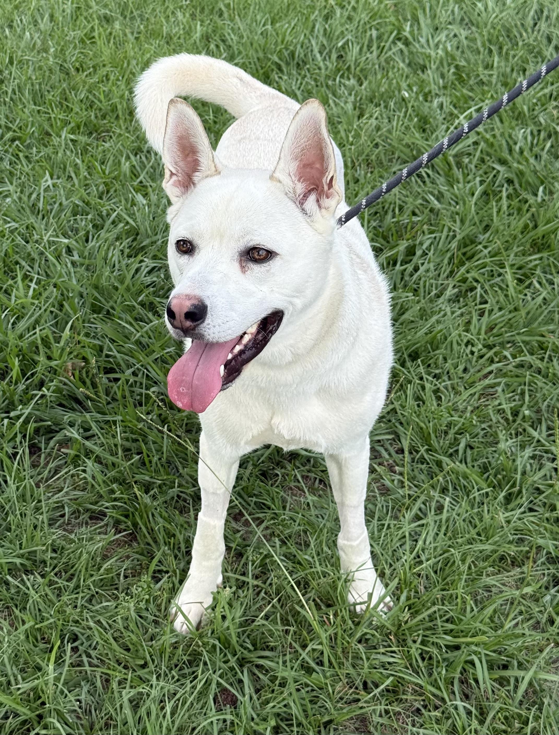 Bo - the sweetest tripod who just wants to be chosen, ADOPTABLE, Young Male White German Shepherd & Husky.