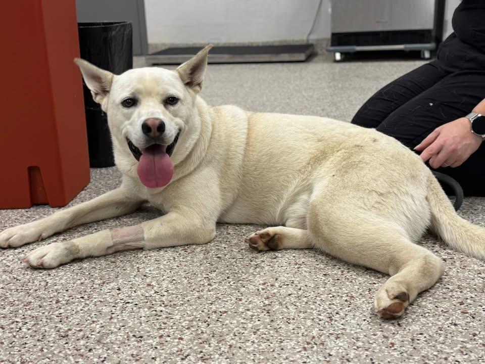 Bo - the sweetest tripod who just wants to be chosen, a ADOPTABLE mixed breed in Conway, SC image 5/6