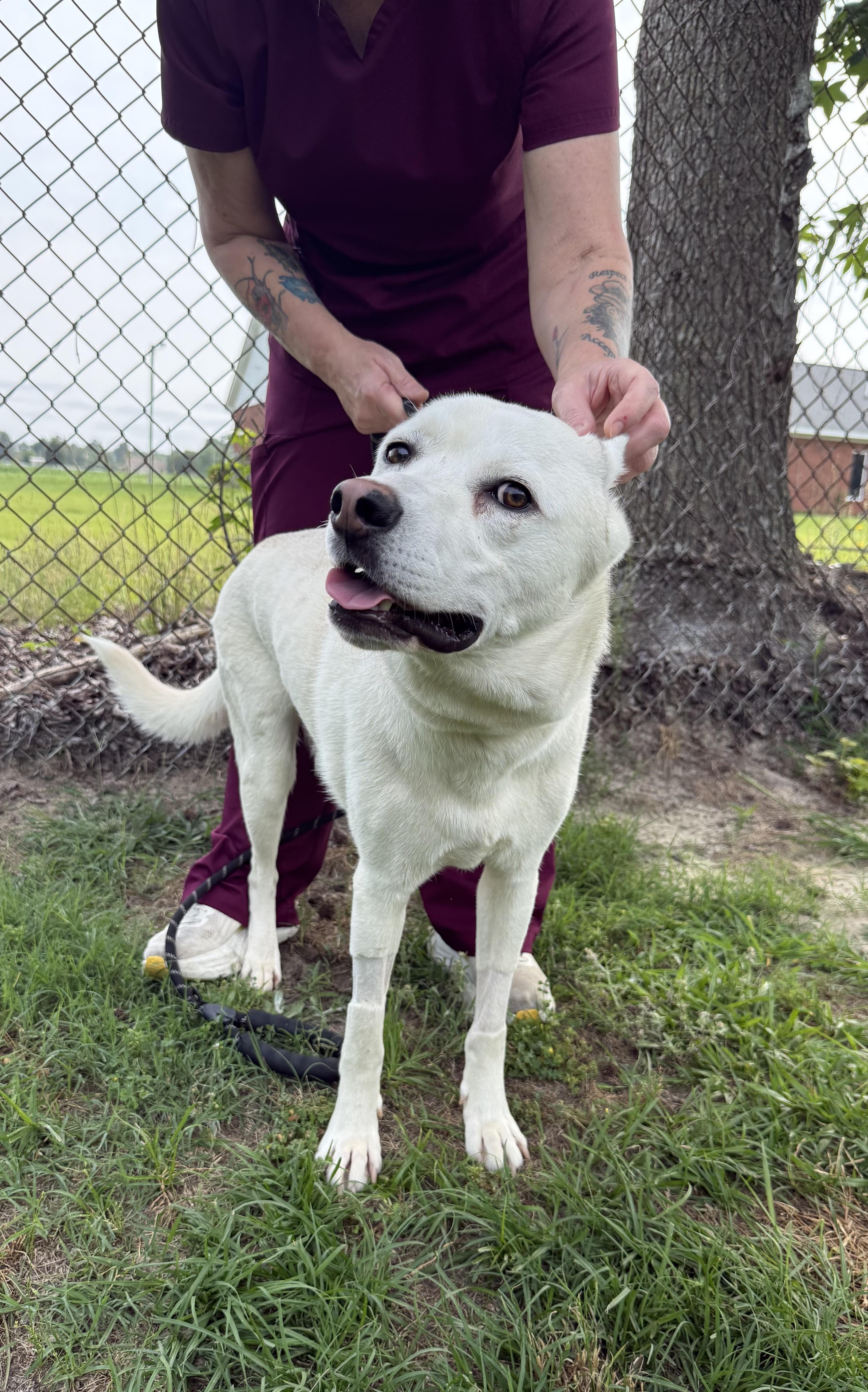 Bo - the sweetest tripod who just wants to be chosen, a ADOPTABLE mixed breed in Conway, SC image 6/6