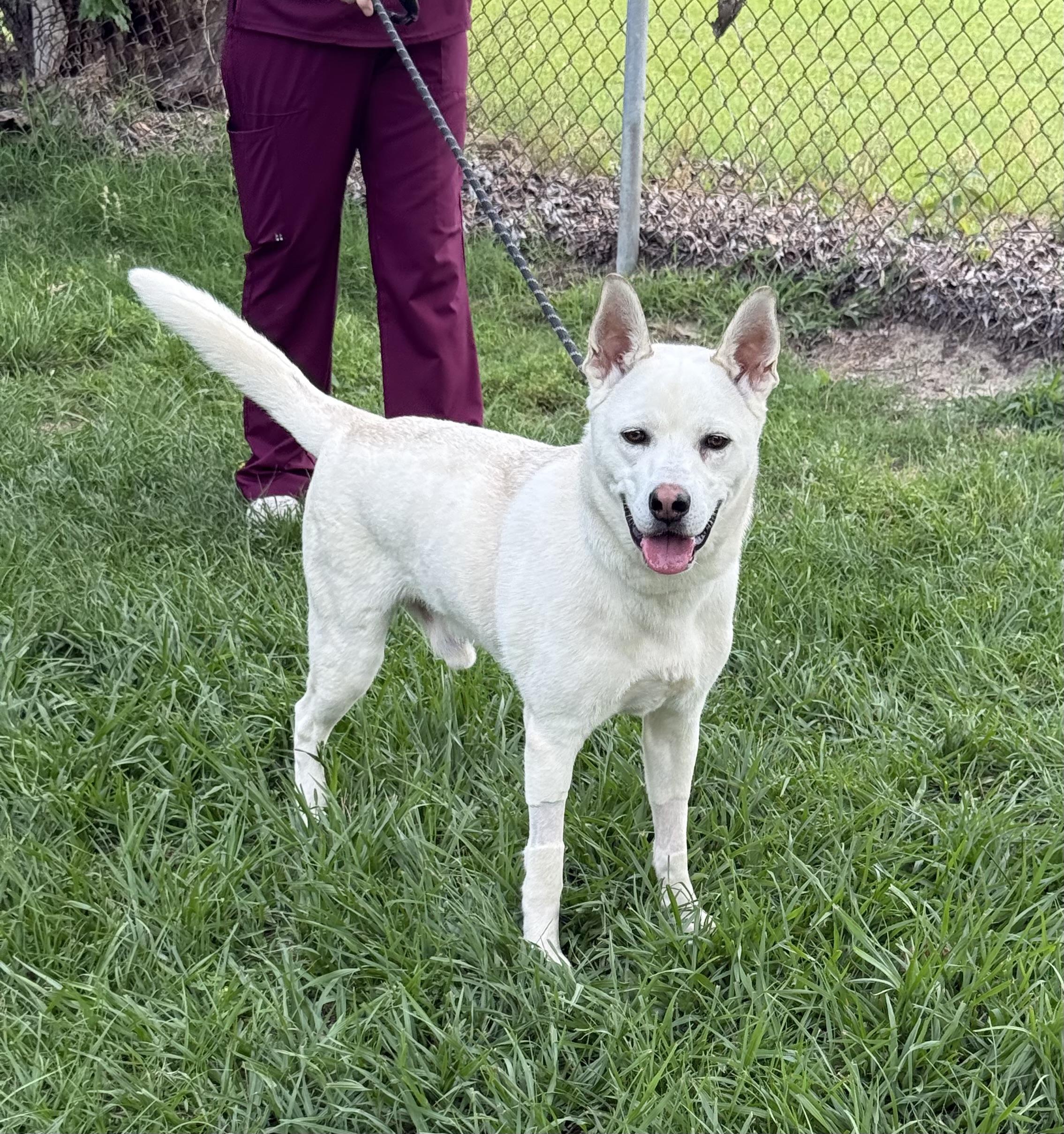 Bo - the sweetest tripod who just wants to be chosen, a ADOPTABLE mixed breed in Conway, SC image 2/6