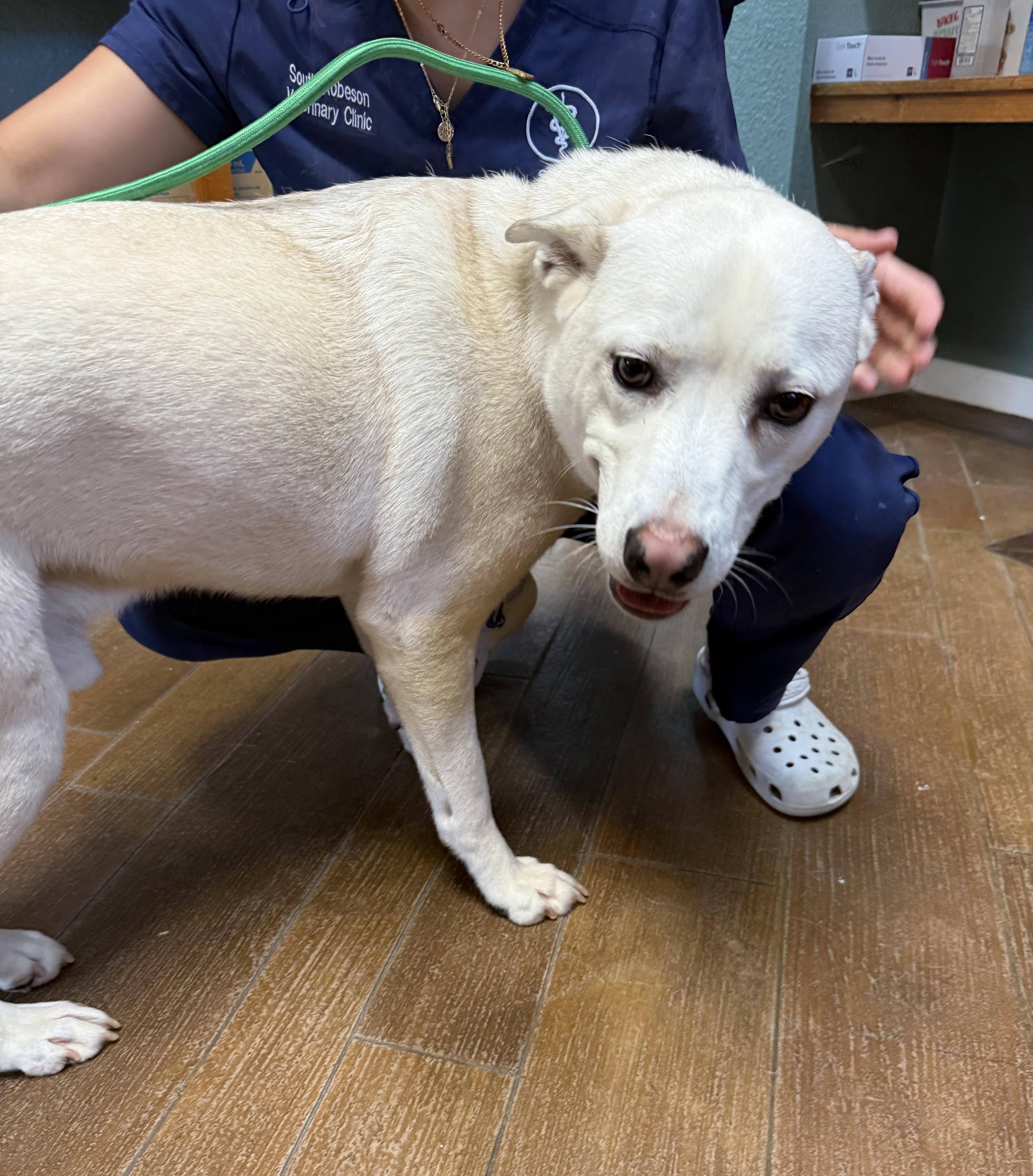 Bo - the sweetest tripod who just wants to be chosen, a ADOPTABLE mixed breed in Conway, SC image 4/6