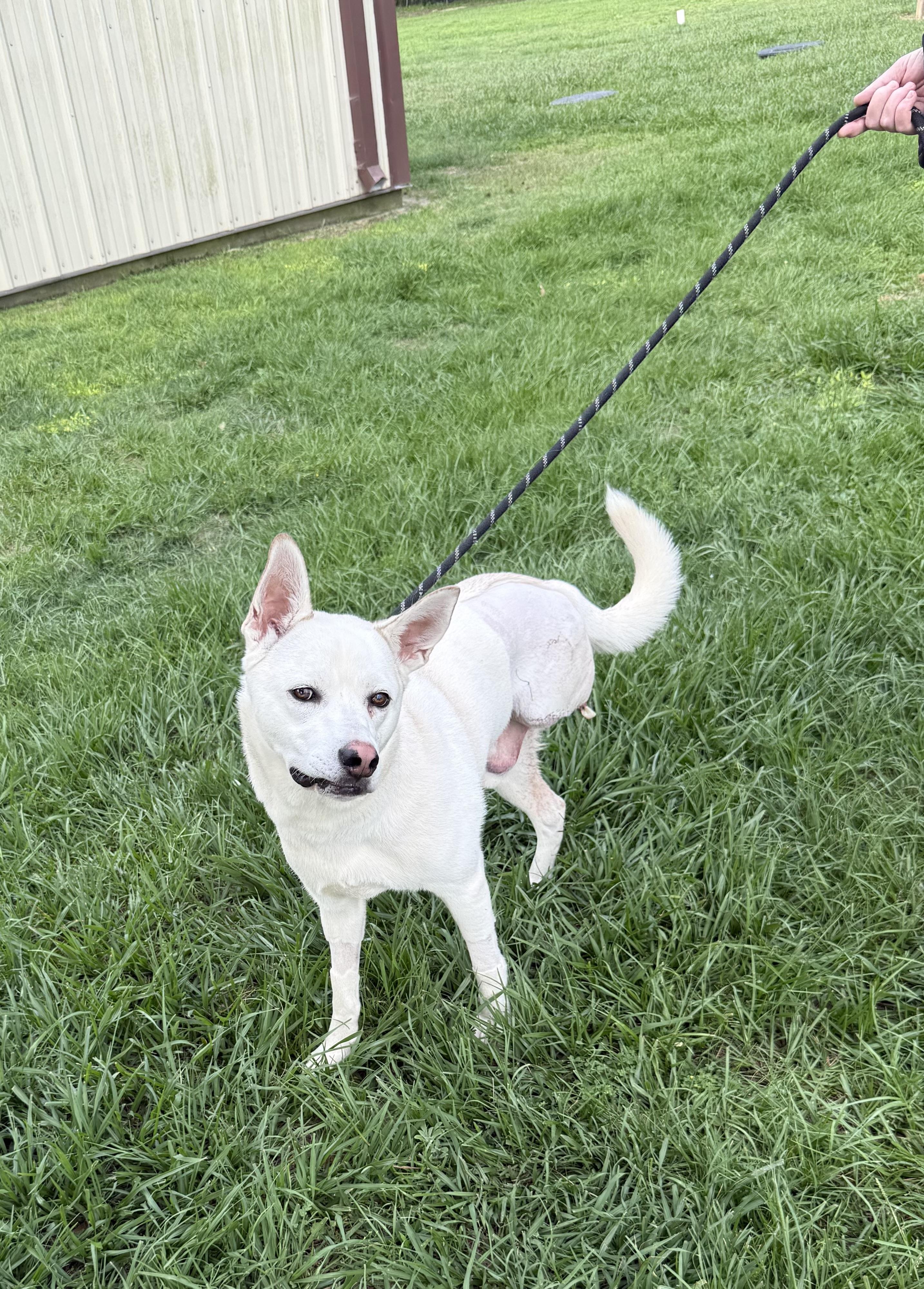 Bo - the sweetest tripod who just wants to be chosen, a ADOPTABLE mixed breed in Conway, SC image 3/6
