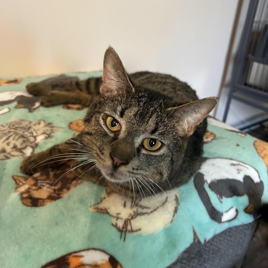 Pocket Wocket 55906, Adoptable, Adult Male Domestic Short Hair.