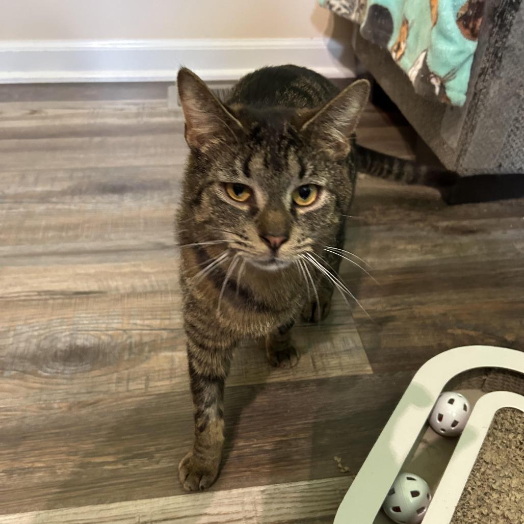 Enlarge Pocket Wocket 55906, a Adoptable Domestic Short Hair in Lansing, MI image 2/4