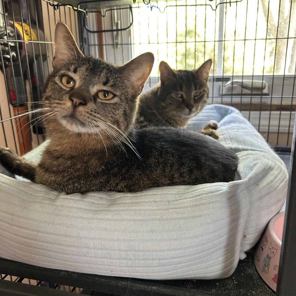 Enlarge Pocket Wocket 55906, a Adoptable Domestic Short Hair in Lansing, MI image 3/4