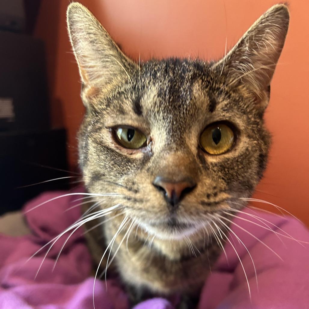 Enlarge Pocket Wocket 55906, a Adoptable Domestic Short Hair in Lansing, MI image 4/4