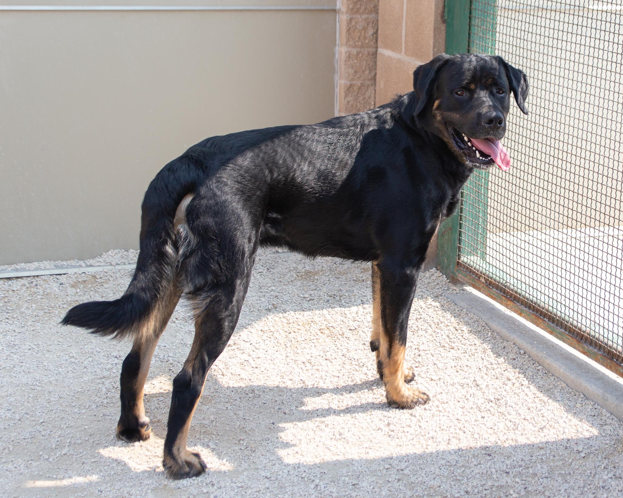 Stolas, an adoptable Rottweiler, Mastiff in Winnipeg, MB, R3E 3N8 | Photo Image 3