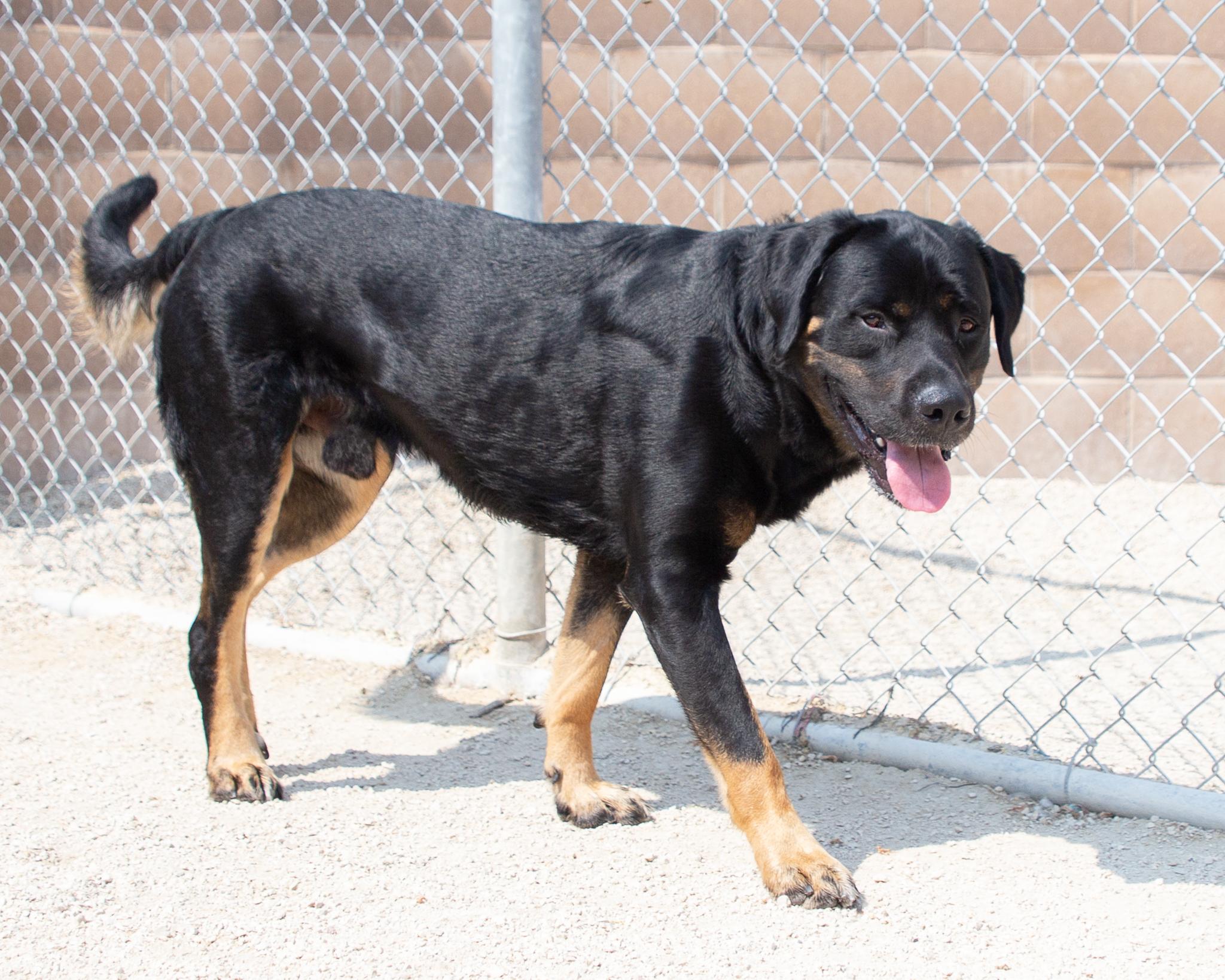 Stolas, an adoptable Rottweiler, Mastiff in Winnipeg, MB, R3E 3N8 | Photo Image 2