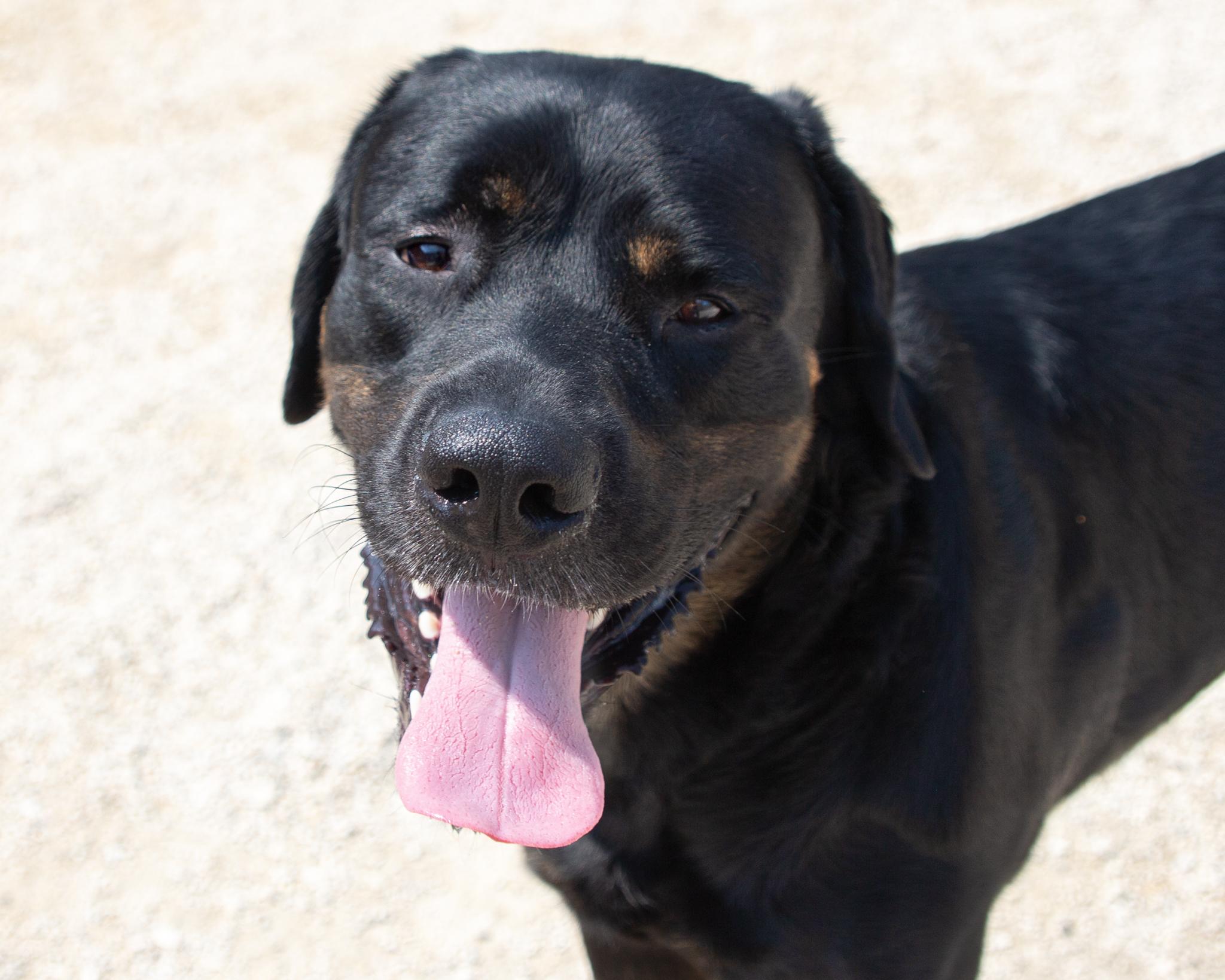 Stolas, an adoptable Rottweiler, Mastiff in Winnipeg, MB, R3E 3N8 | Photo Image 1
