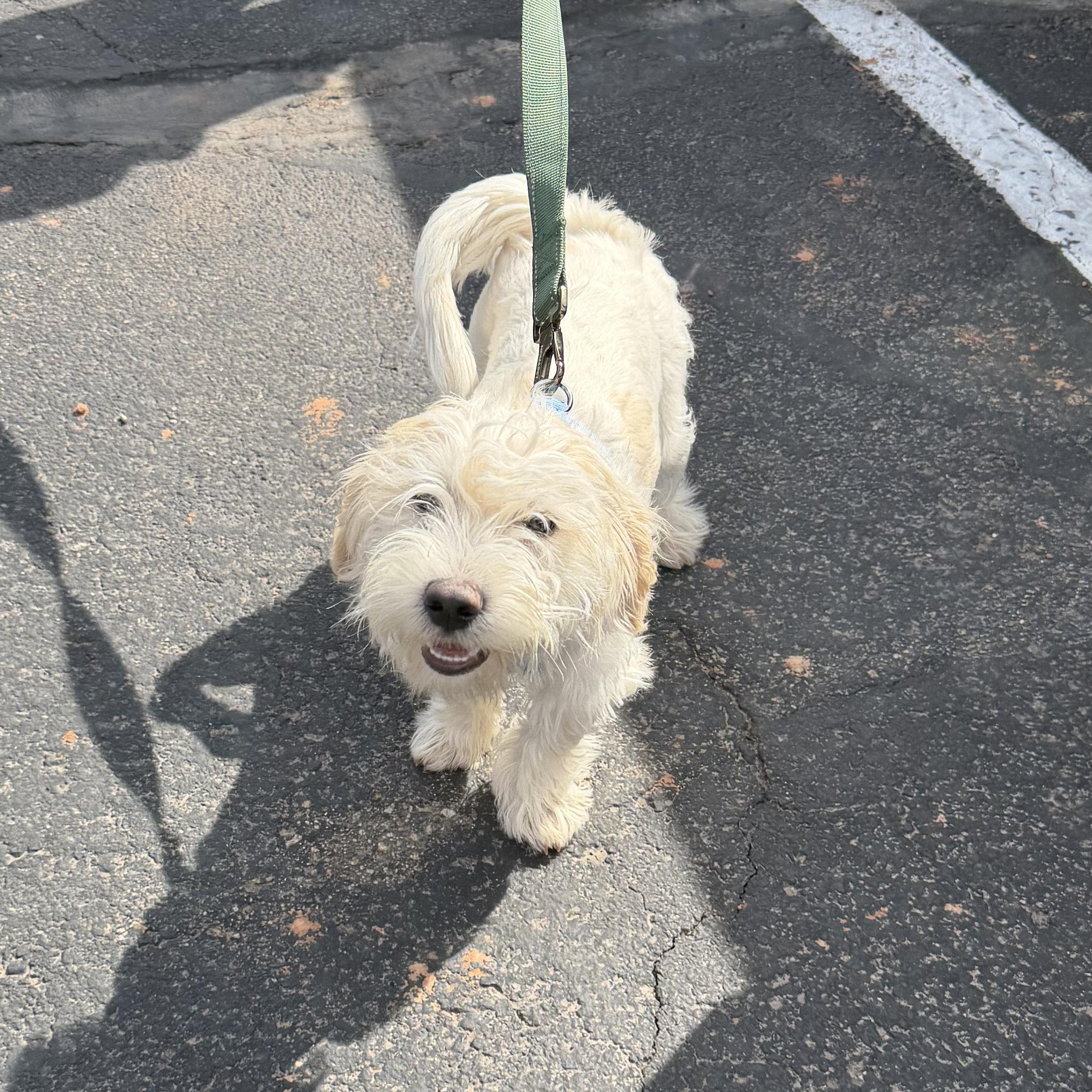 Enlarge Max, a ADOPTABLE mixed breed in Boulder, CO image 2/6