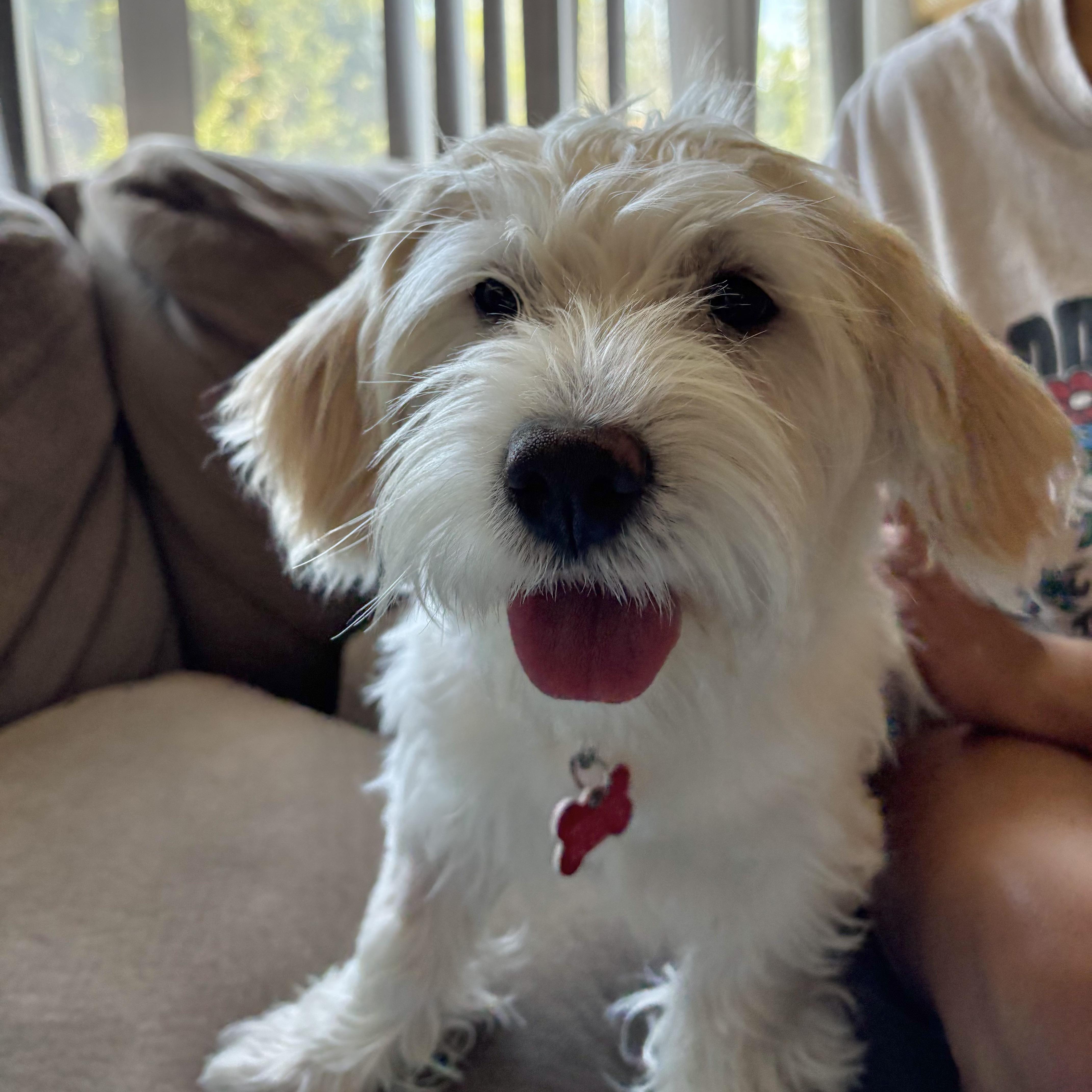 Max, ADOPTABLE, Puppy Male Poodle & Maltese.