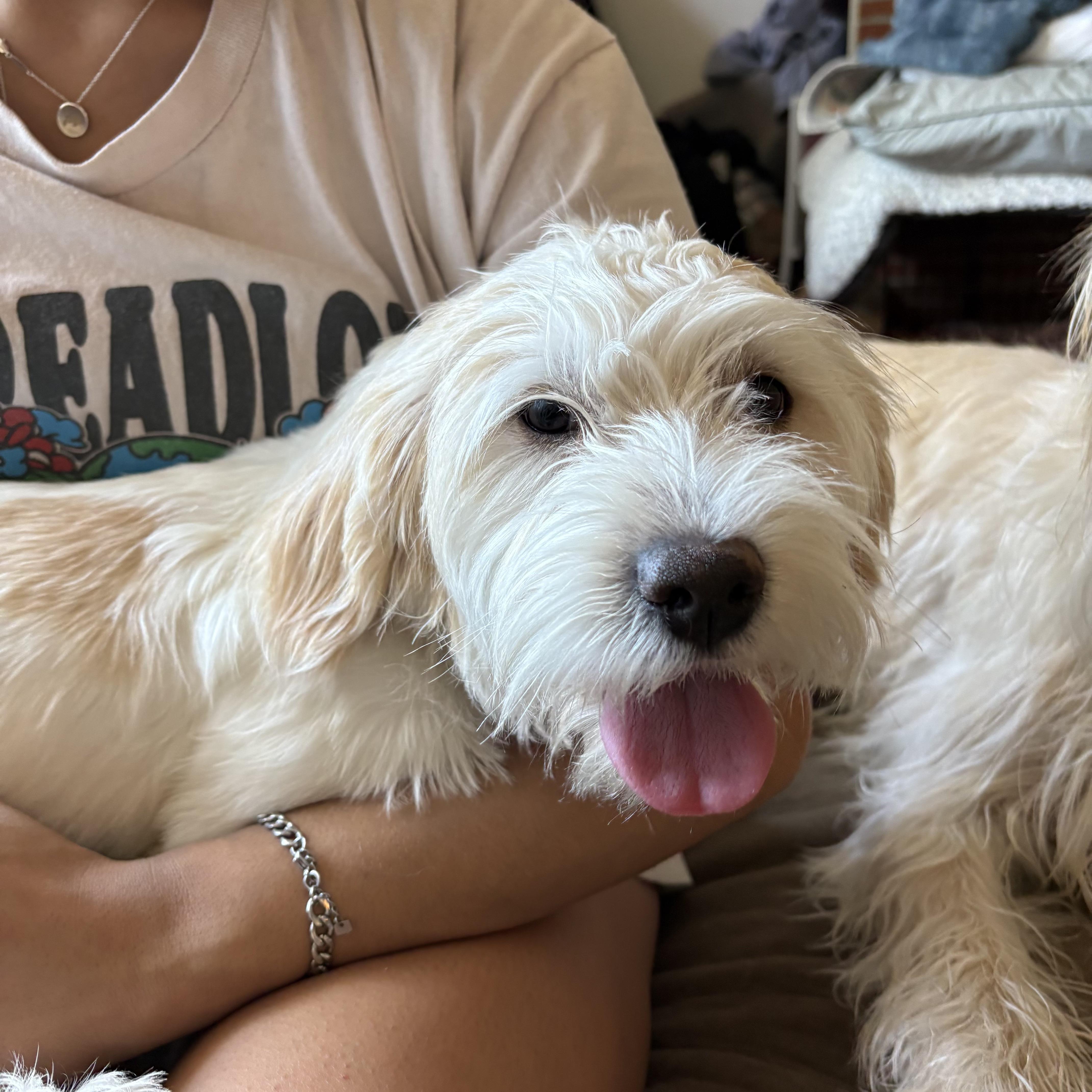 Enlarge Max, a ADOPTABLE mixed breed in Boulder, CO image 6/6
