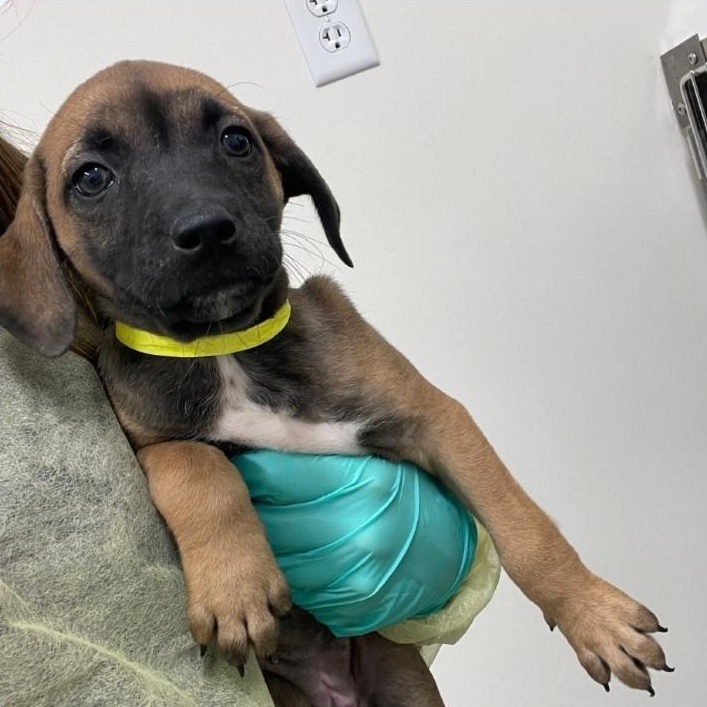Enlarge Echo, a ADOPTABLE mixed breed in Minooka, IL image 1/1