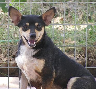 Enlarge Jasmine, a Adoptable mixed breed in Floresville, TX image 1/1