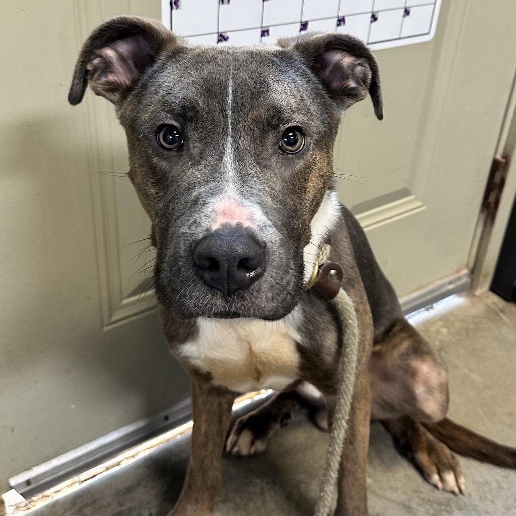 Enlarge Leo, a Adoptable Pit Bull Terrier in Columbus, NC image 1/6