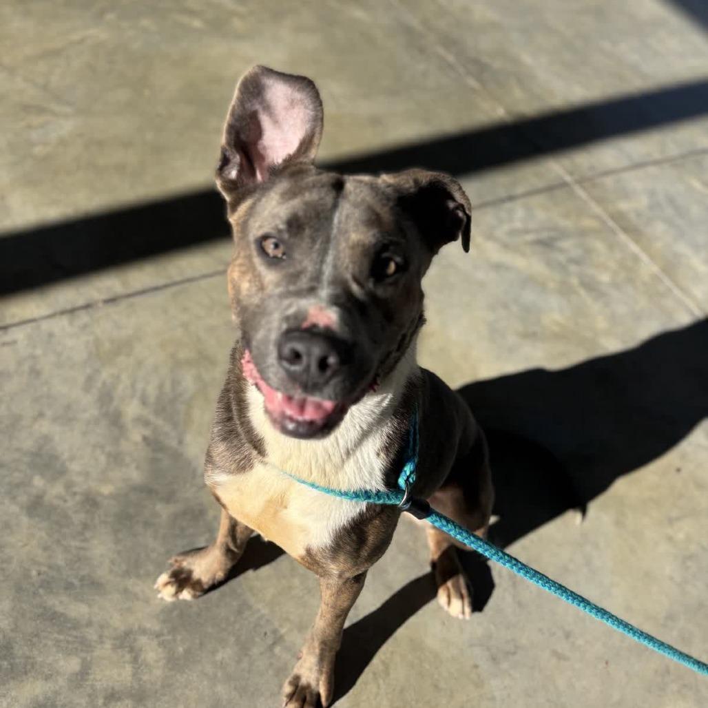 Enlarge Leo, a Adoptable Pit Bull Terrier in Columbus, NC image 2/6