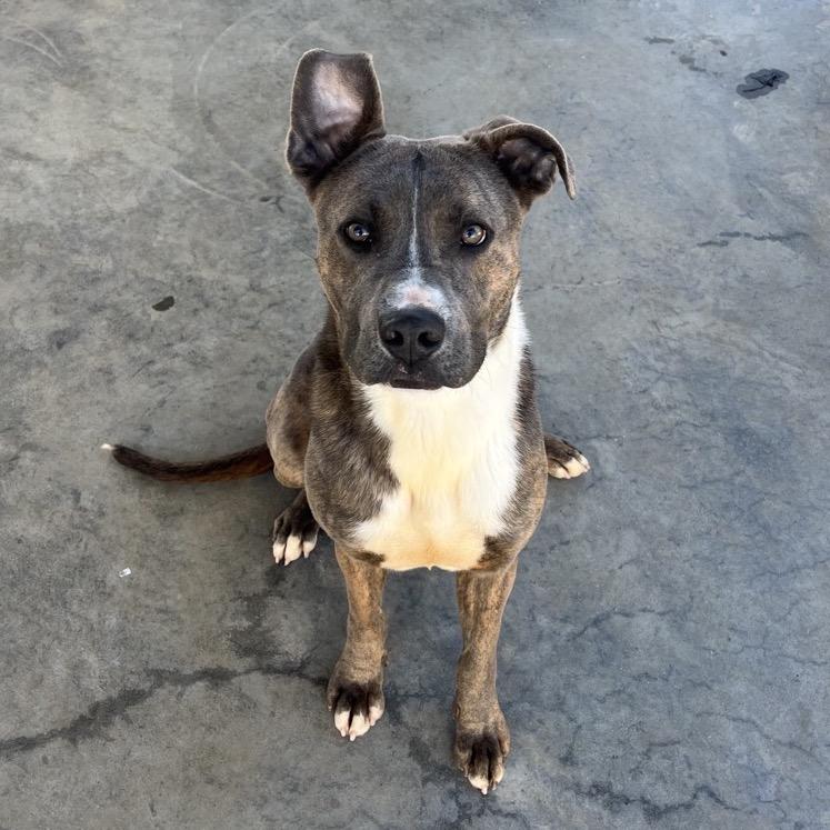 Enlarge Leo, a Adoptable Pit Bull Terrier in Columbus, NC image 3/6
