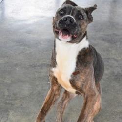 Enlarge Leo, a Adoptable Pit Bull Terrier in Columbus, NC image 4/6