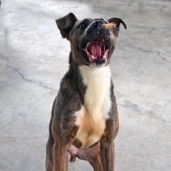 Enlarge Leo, a Adoptable Pit Bull Terrier in Columbus, NC image 5/6