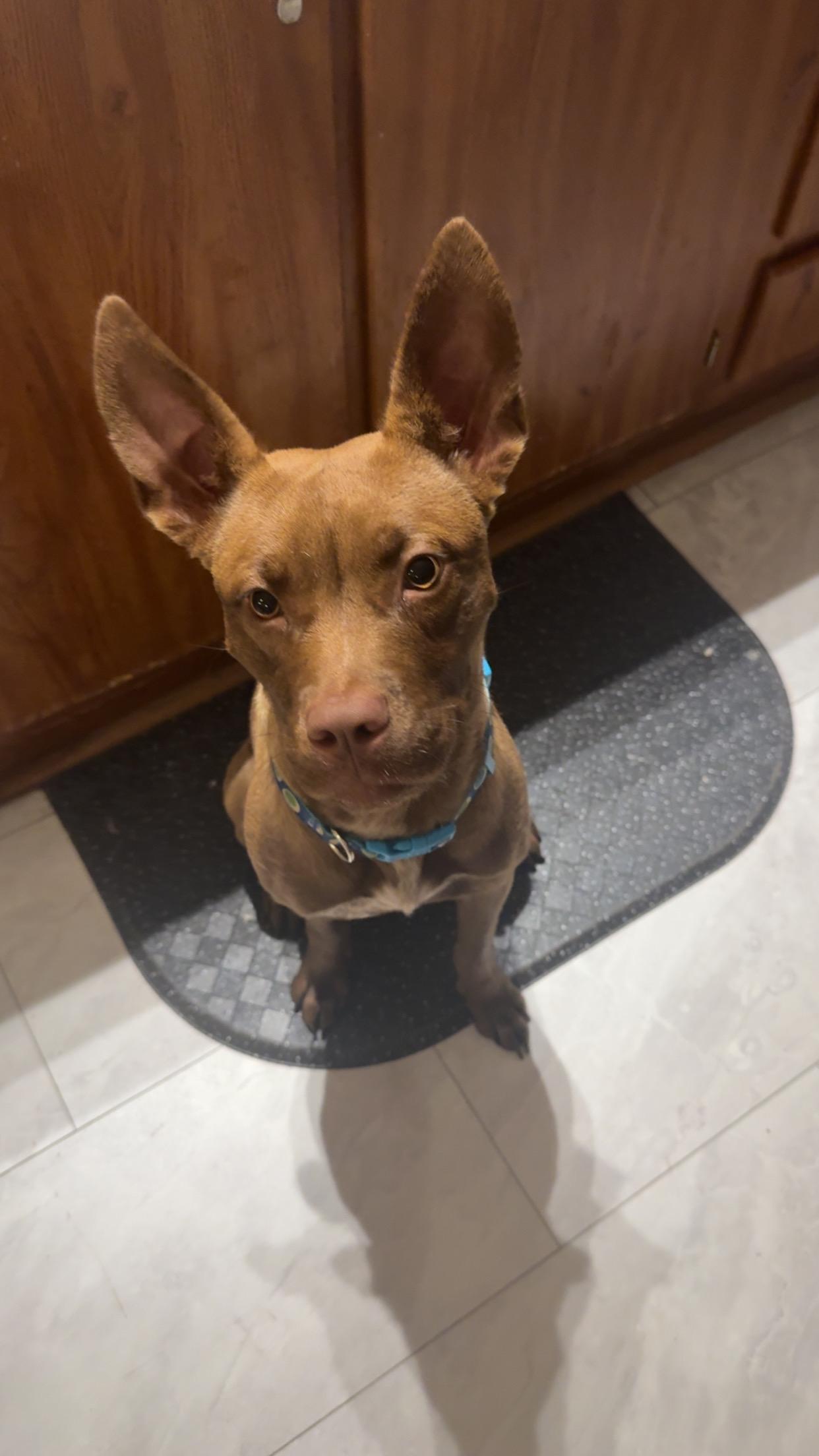 Enlarge Mama, a Adoptable mixed breed in Randleman, NC image 6/6