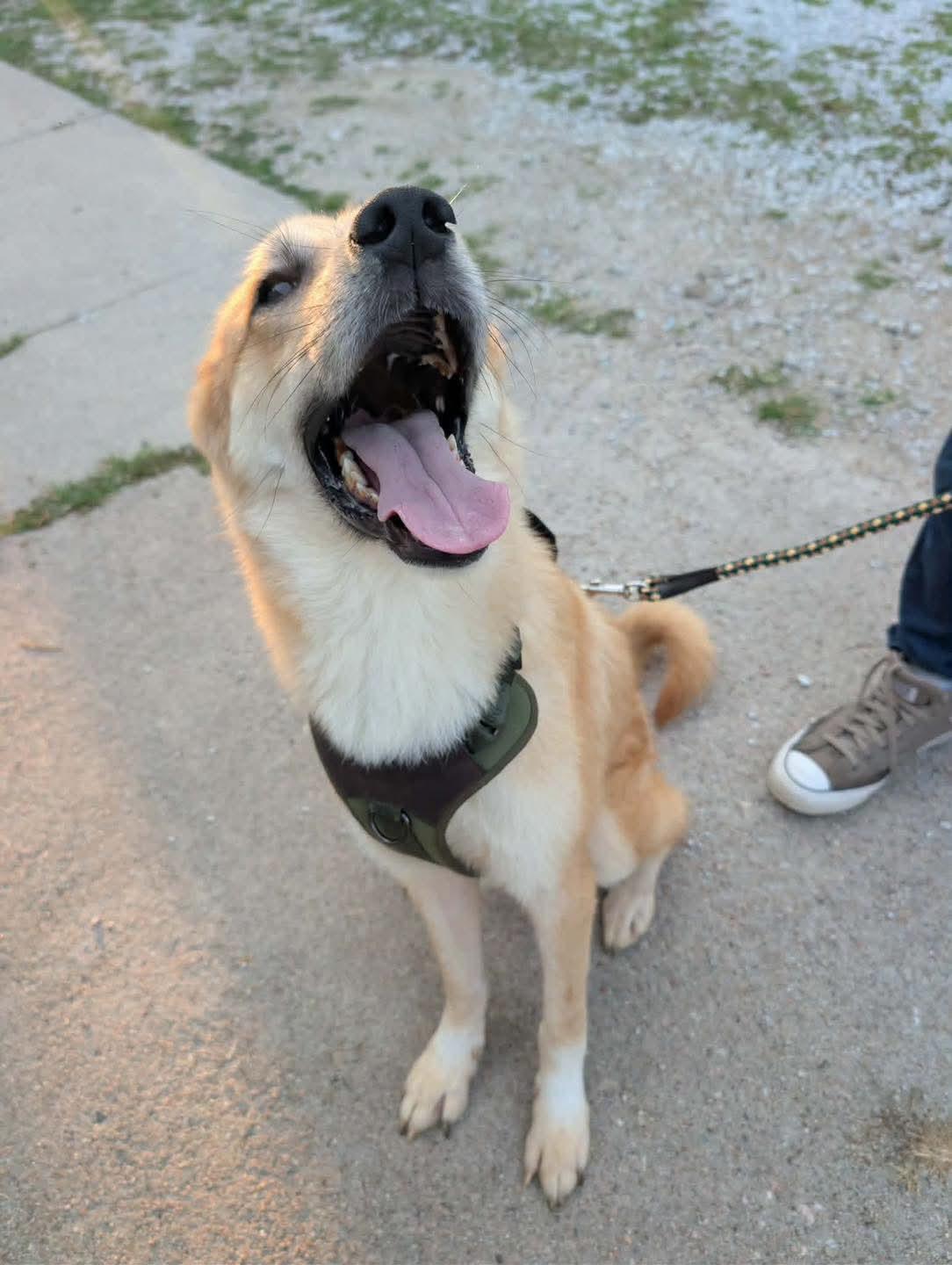 Enlarge Fluke, a Adoptable mixed breed in Grand Island, NE image 3/3