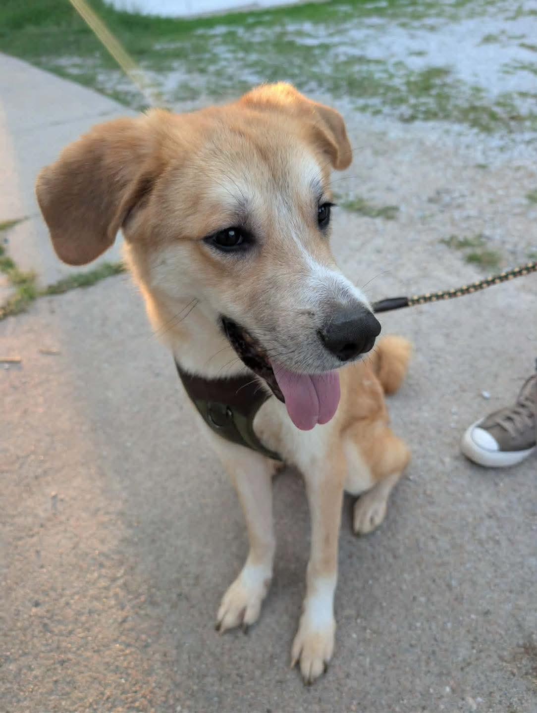 Fluke, Adoptable, Adult Male Australian Cattle Dog / Blue Heeler & Mixed Breed.