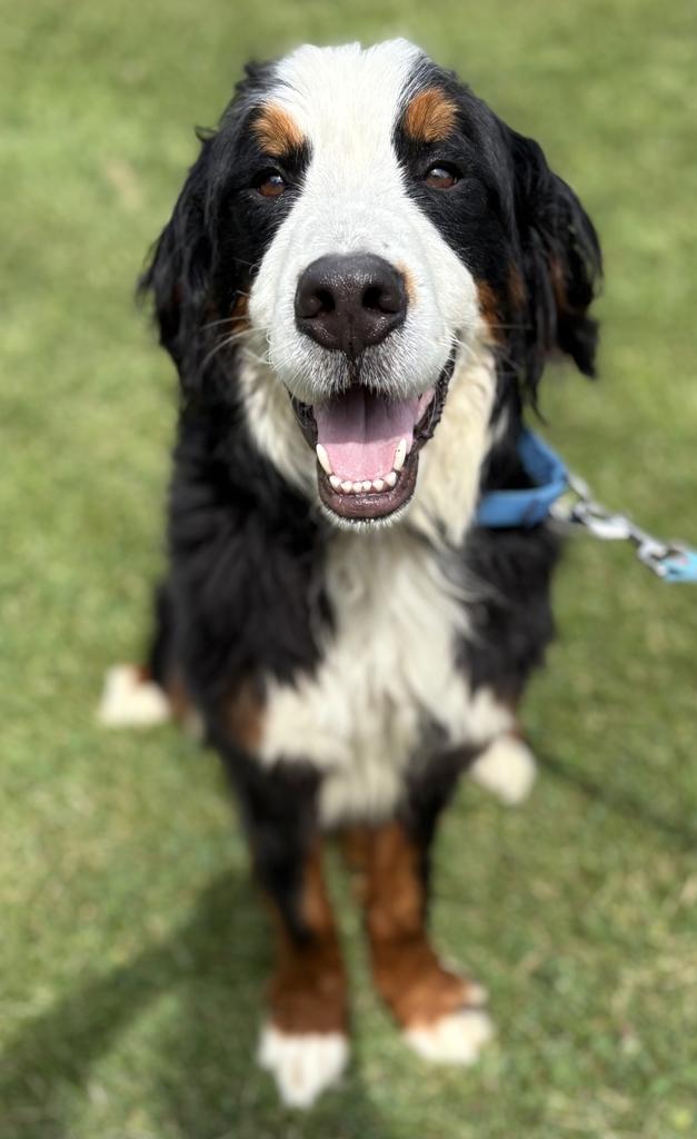 Enlarge Flipper, an adopted Bernese Mountain Dog in Jackson, MI image 2/6