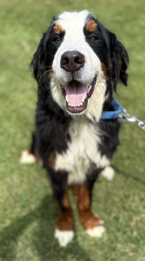 Enlarge Flipper, an adopted Bernese Mountain Dog in Jackson, MI image 5/6