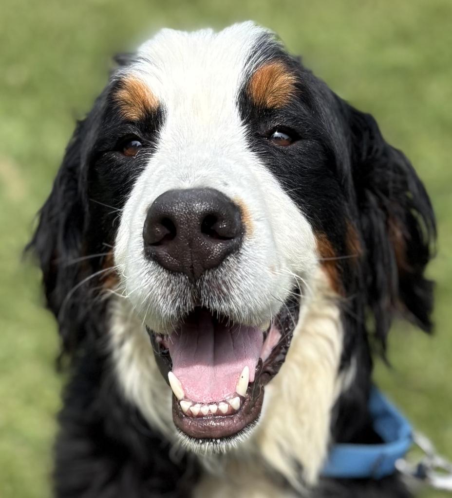 Flipper, adopted, Adult Male Bernese Mountain Dog.