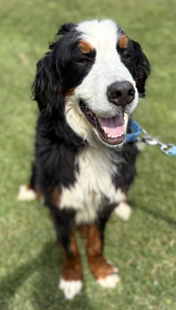 Enlarge Flipper, an adopted Bernese Mountain Dog in Jackson, MI image 3/6