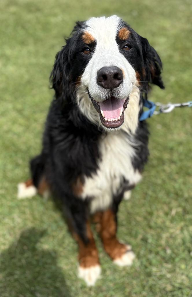Enlarge Flipper, an adopted Bernese Mountain Dog in Jackson, MI image 4/6