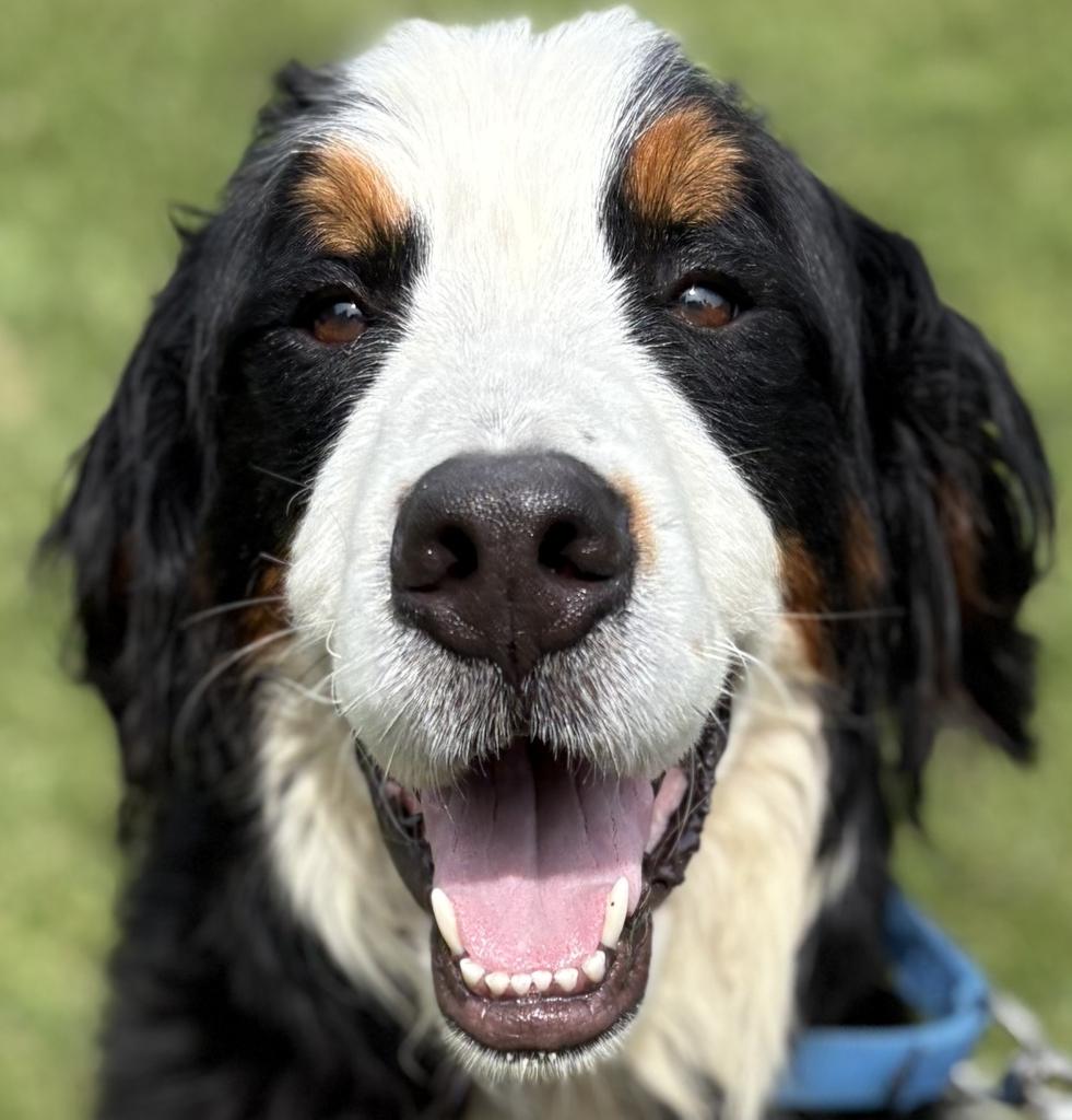 Enlarge Flipper, an adopted Bernese Mountain Dog in Jackson, MI image 6/6