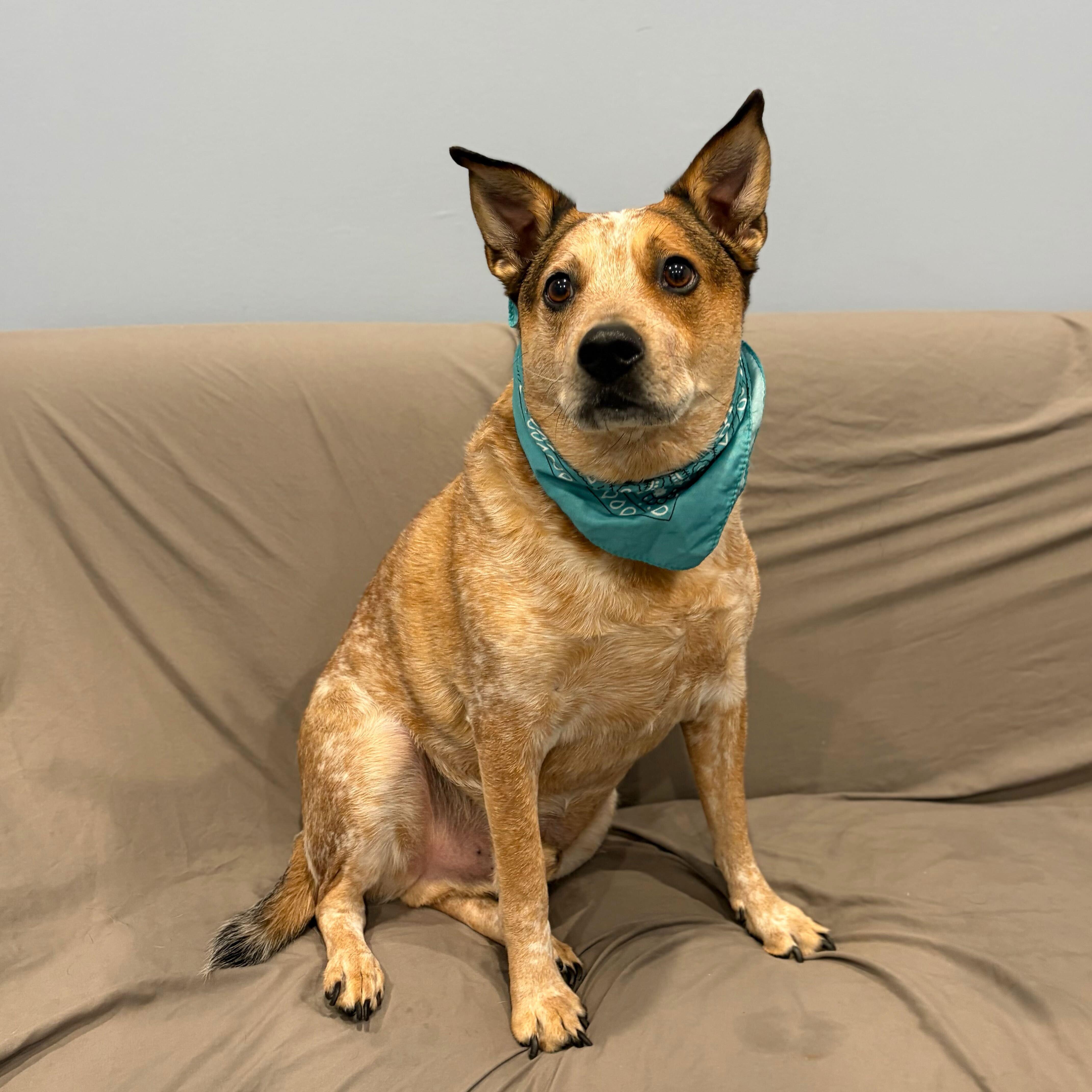 Enlarge Gordon, an adoptable mixed breed in Canal Winchester, OH image 2/4