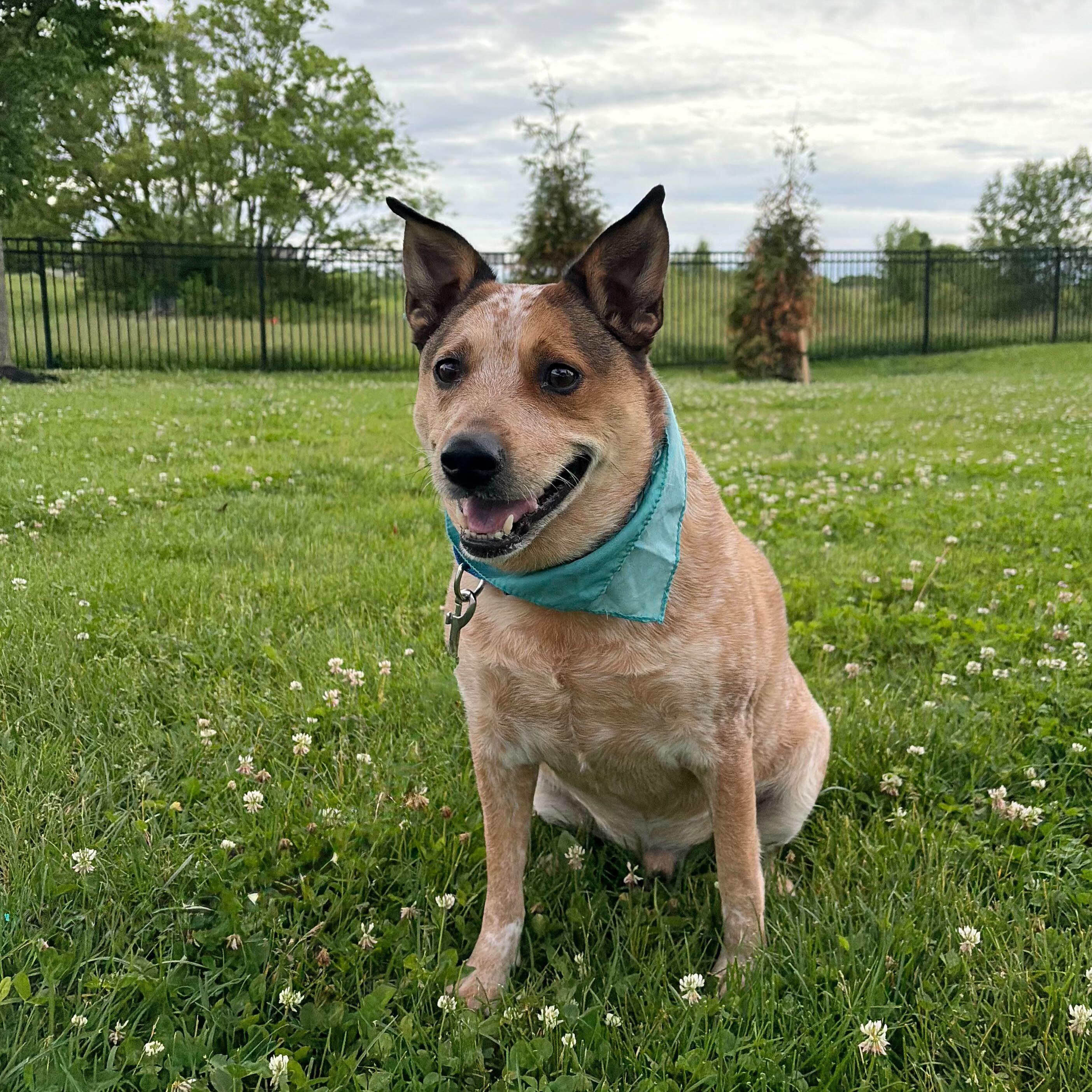 Gordon, adoptable, Senior Male Australian Cattle Dog / Blue Heeler.