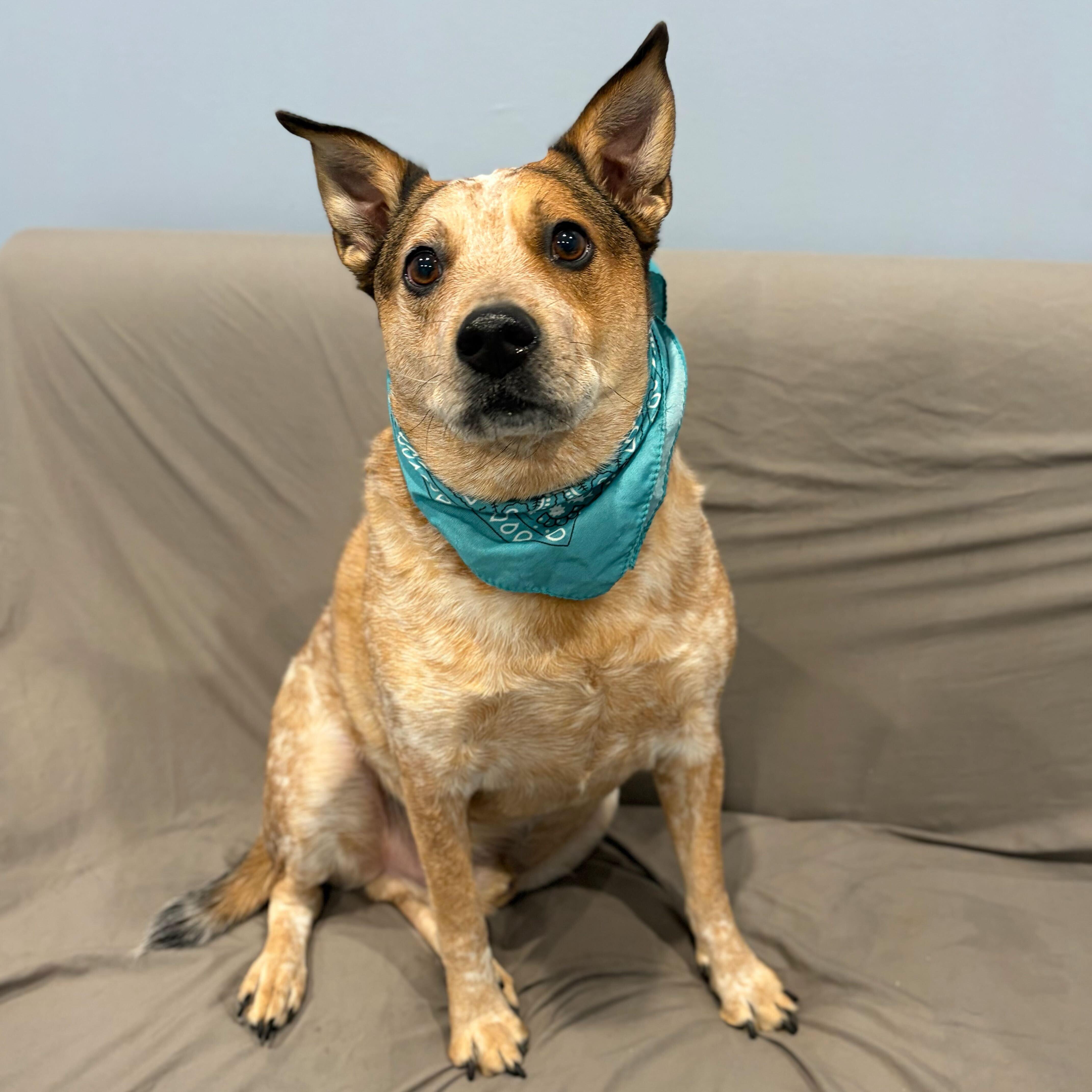 Enlarge Gordon, an adoptable mixed breed in Canal Winchester, OH image 4/4