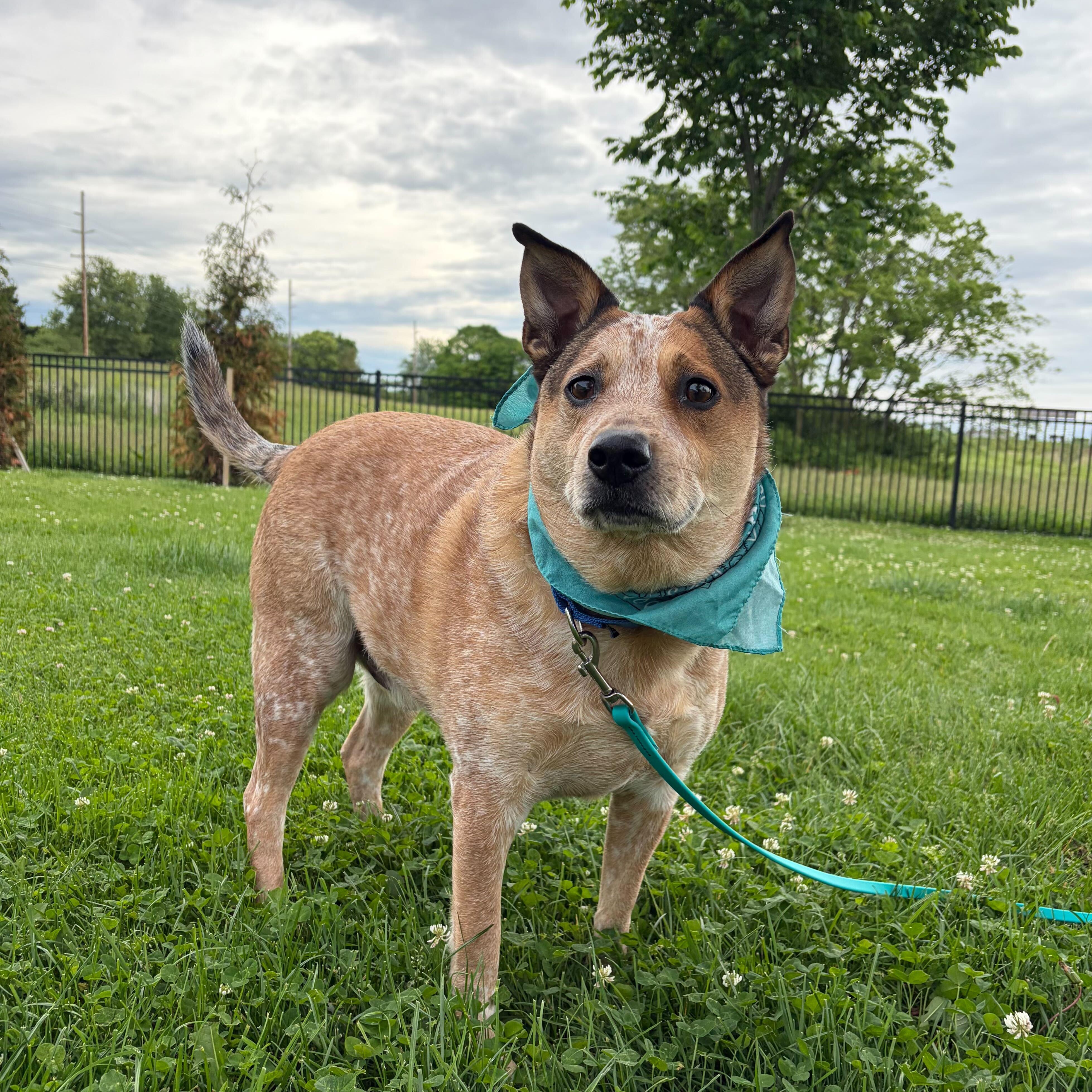 Enlarge Gordon, an adoptable mixed breed in Canal Winchester, OH image 3/4